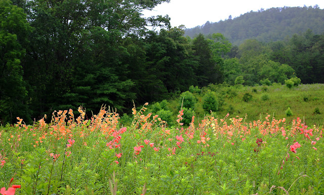 field at Cades Cove full of colorful gladiolus blooms