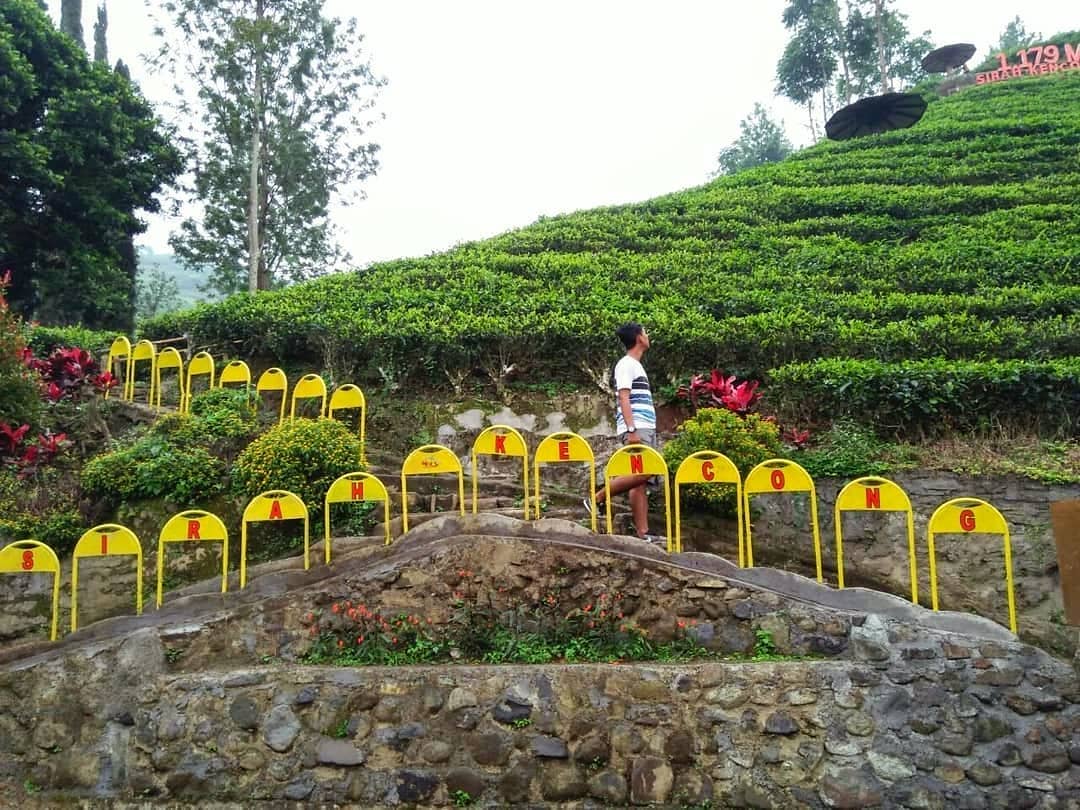Lokasi Kebun Teh Sirah Kencong Blitar