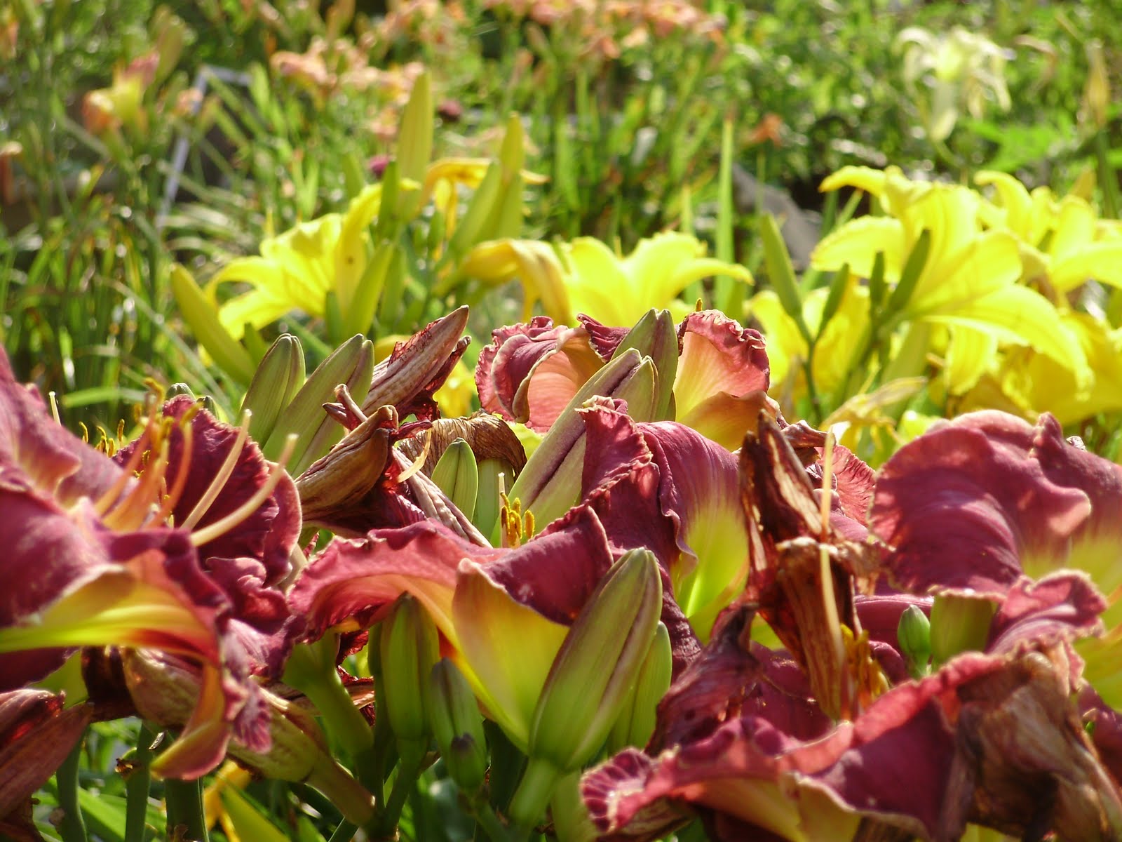 Not Your Average Daylily Some lovely lilies scenes from the farm
