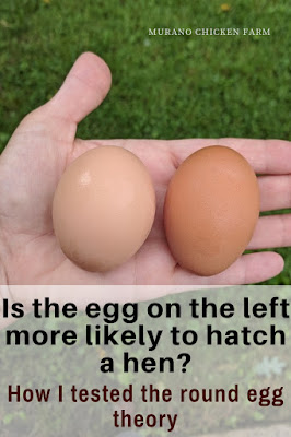 Round eggs hatch female chicks