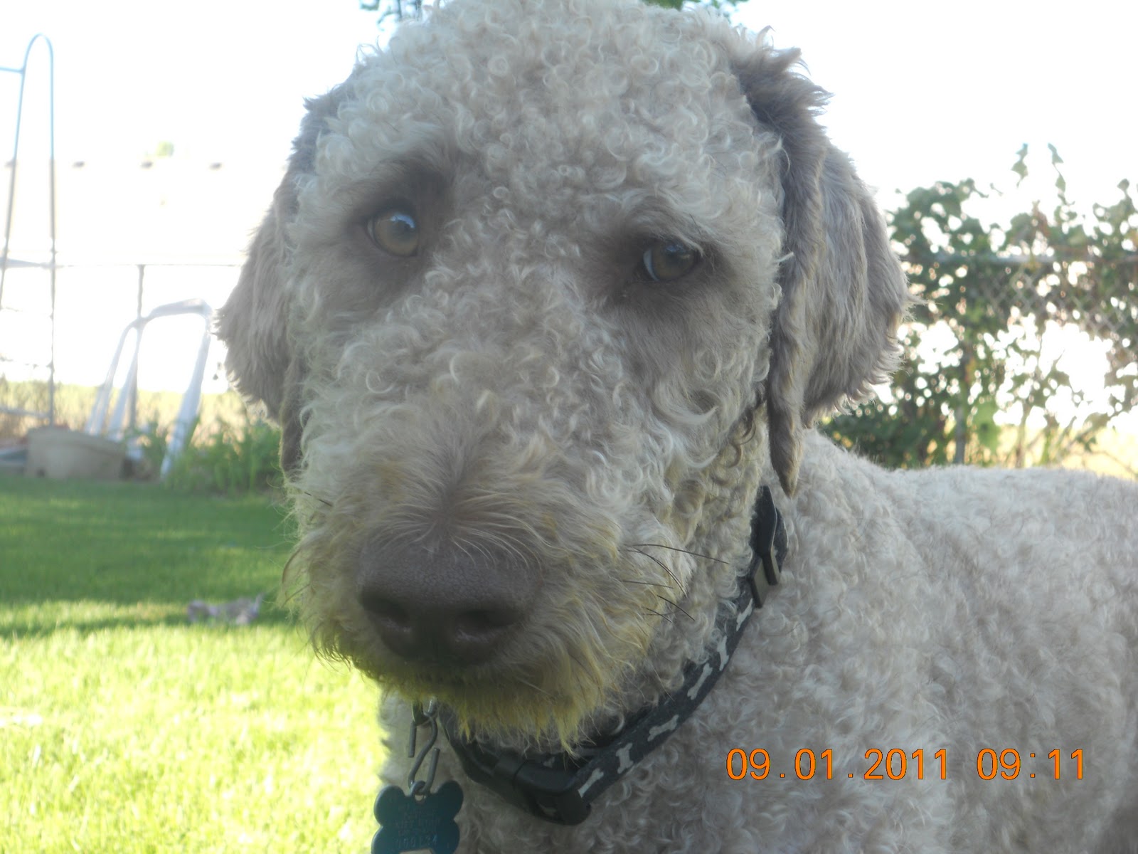 EllsWORTH Labradoodle Puppies! Available Stud Charlie Brown