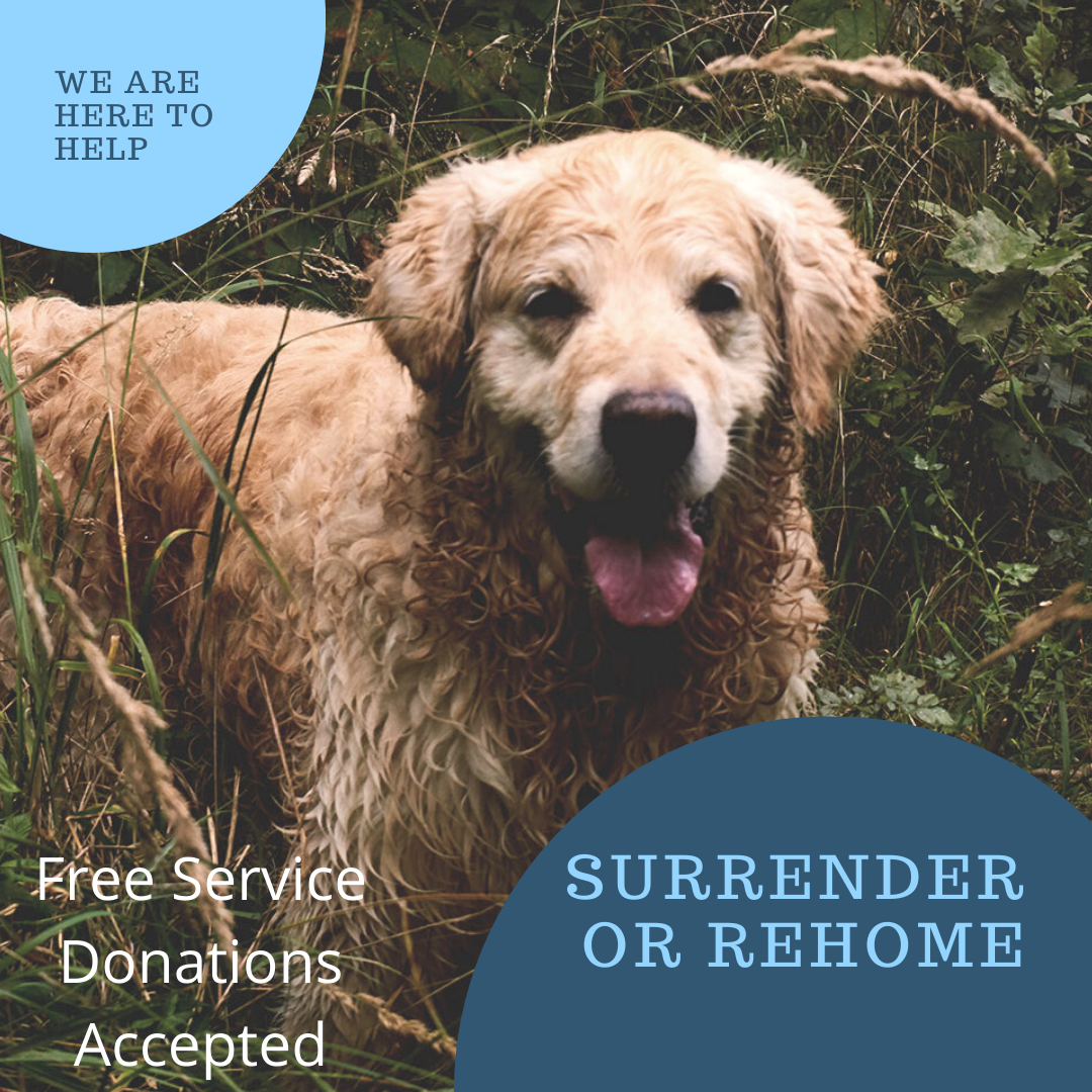 Surrender Your Dog