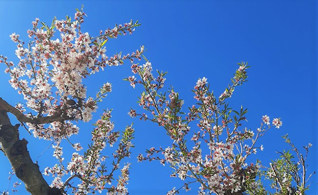 galho de amendoeiras em flor