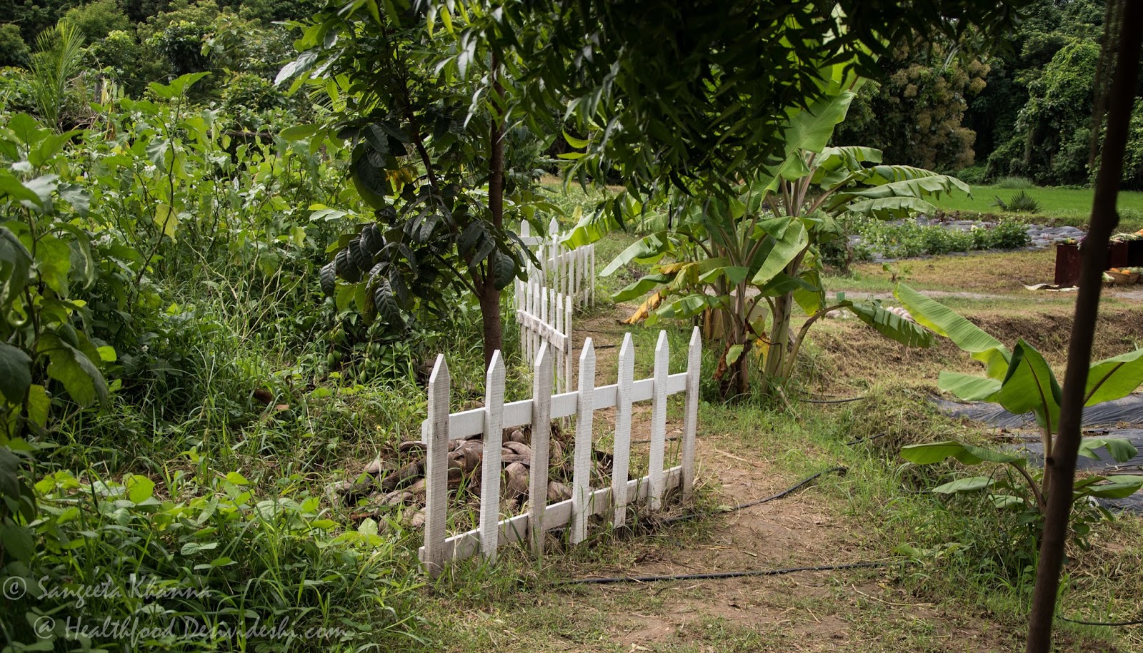 some food for healing at Kairalithe healing village