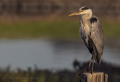 Perched Bird Photography Woodbridge Island: Canon EOS R at ISO 500 / 560 mm (with 1.4x Extender) Perched Bird Photography Woodbridge Island: Canon EOS R at ISO 500 / 560 mm (with 1.4x Extender)