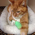 Tod einer Katze wegen Krebs