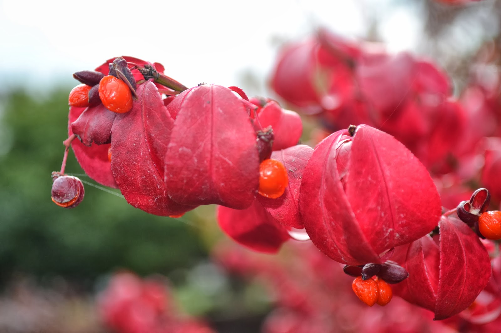 The Outlaw Gardener A Color Filled Visit to Vassey Nursery.
