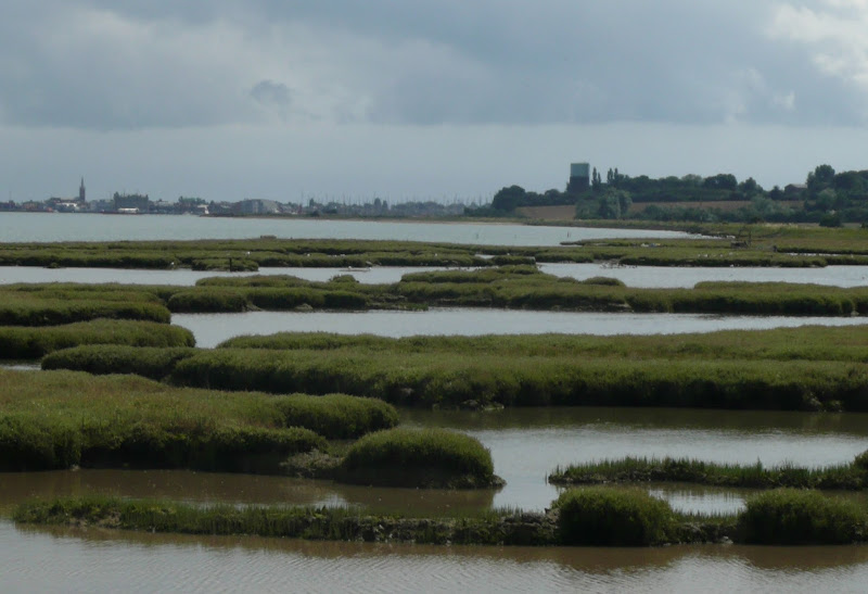 Marsh and estuary