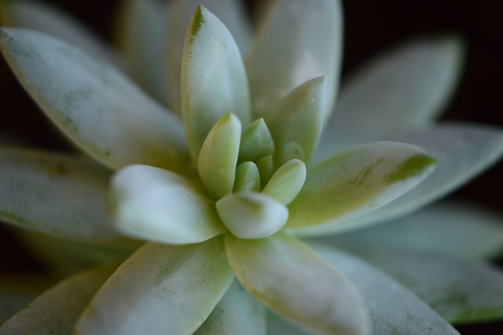 A Small, Sunny Garden The Planting of Harry Butterfield