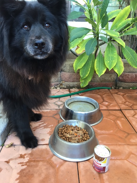 Jenn S Savings Freebies Deals Free Hill S Science Diet Healthy