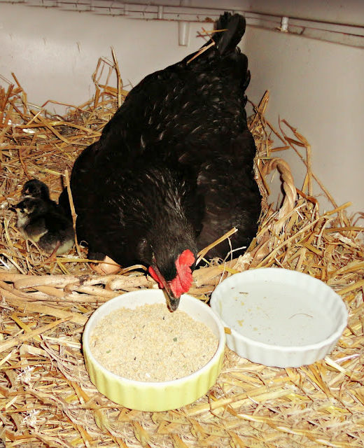 Hatching Eggs under a Broody Hen Fresh Eggs Daily® with Lisa Steele