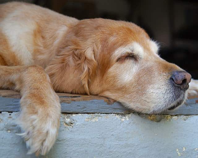 10 maneras de llenar de energía a tu perro viejito