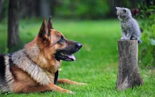 Prietenie:un caine lup culcat in iarba priveste un pui de pisica gri care e cocotat pe un ciot