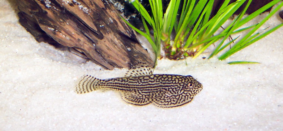 севилья линеолата рыбка. сомик псевдоскат севилья. псевдоскат севилья рыбка. псевдоскат севилья рыбка аквариумная. скат севилья аквариумный.