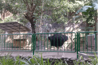 Gembira-loka-zoo