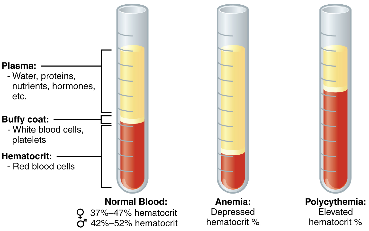 describe the composition of blood plasma