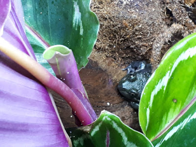 Calathea Medallion with frog :) - Suitable Paludarium Plants
