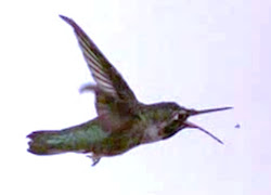 eat hummingbird birds mosquitoes insects hummingbirds young protein