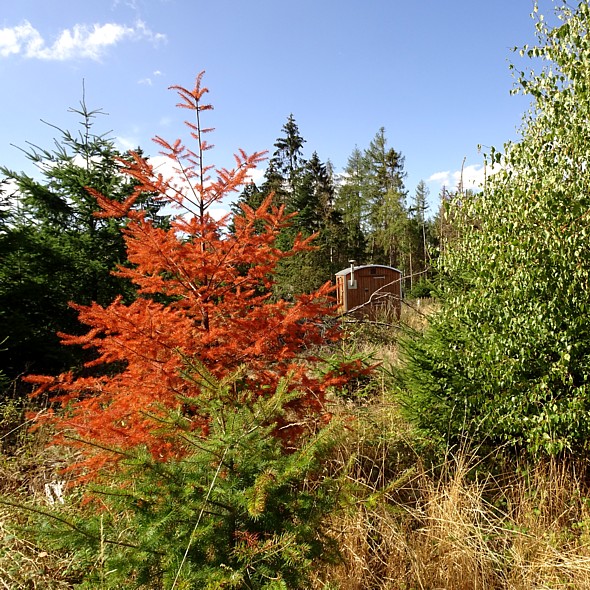 Taunus Wiesbaden Tour zur Hohen Wurzel / Katzenlohe