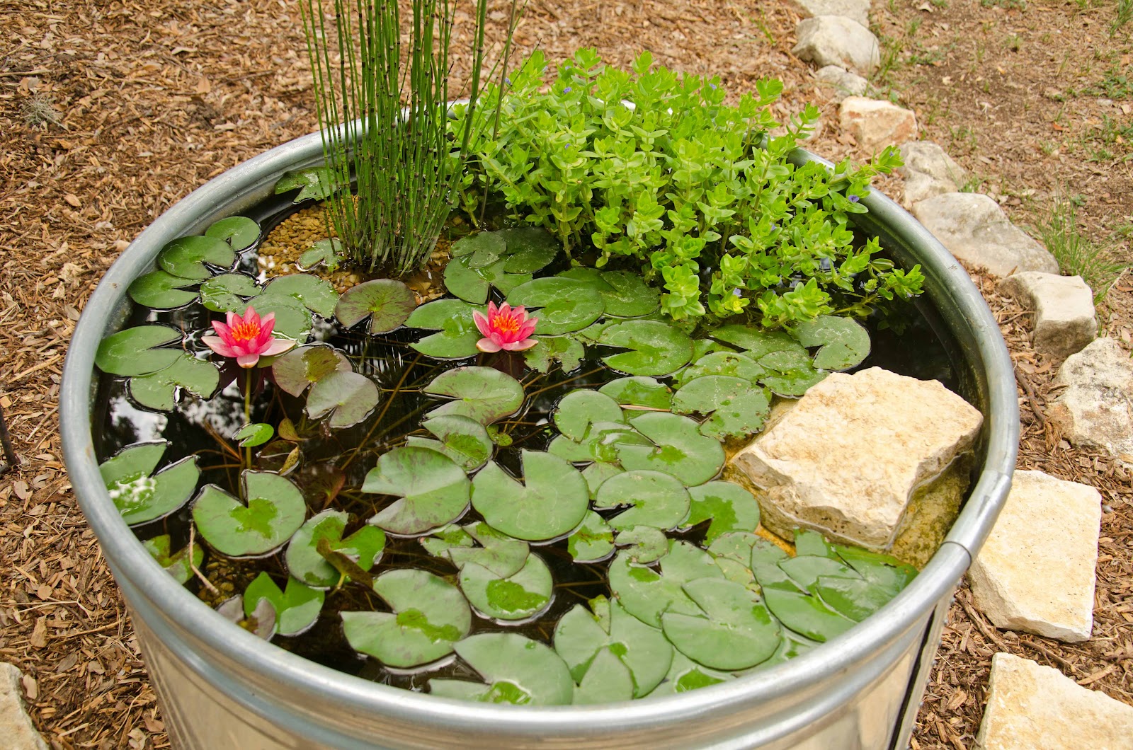 Window on a Texas Wildscape Stock tank update