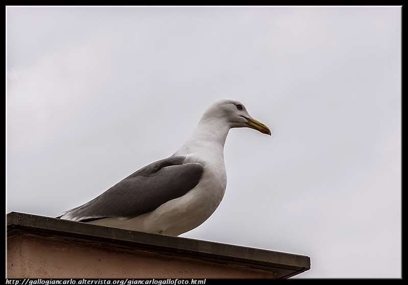 seagull