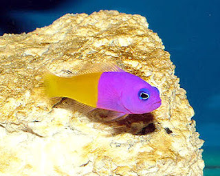 PETS: Bicolor Dottyback