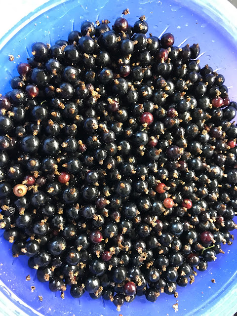 schwarze Johannisbeeren abgerebelt (c) by Joachim Wenk schwarze Johannisbeeren abgerebelt (c) by Joachim Wenk