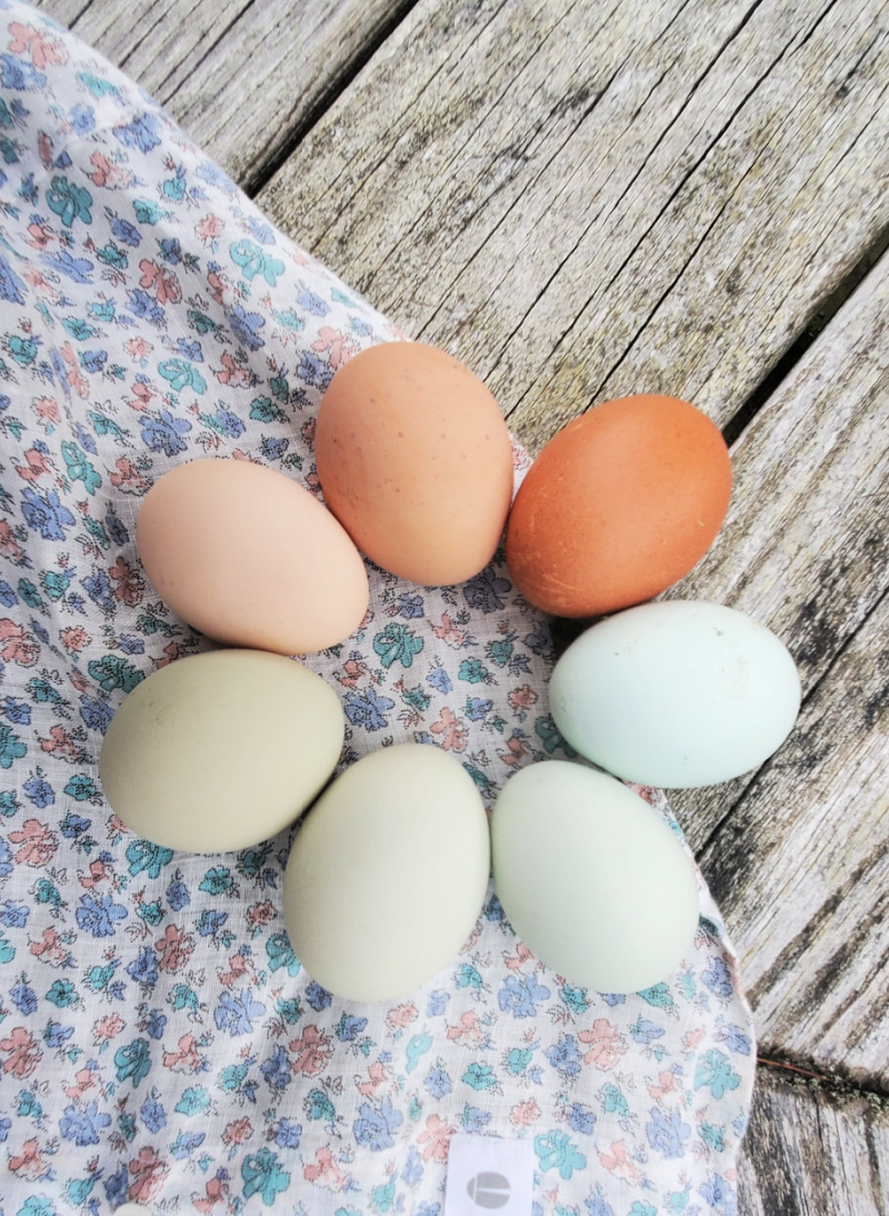 Barred Rock Chickens Egg Color