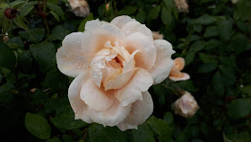 Ruusutarha, rose garden, ruusu, ruusupuisto, irlanti, tralee, rose of tralee, rose garden, rose walk