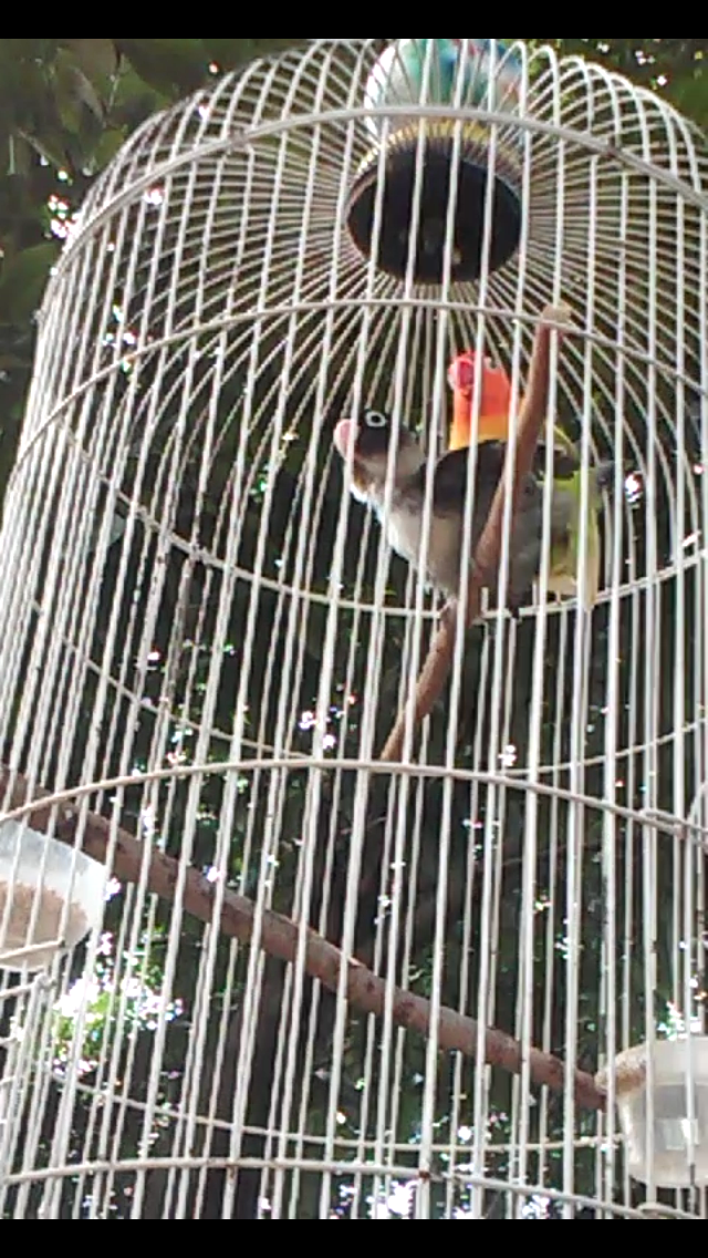 Cara Menjodohkan Burung Lovebird Yang Susah Dijodohkan