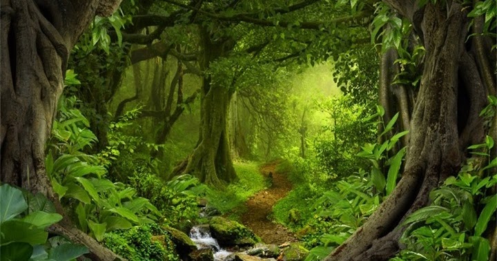 Apa Perbedaan Forest dan Jungle? | Belajar Sampai Mati