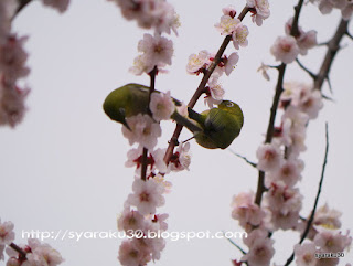 梅の蜜を吸うメジロ 梅の蜜を吸うメジロの写真