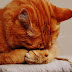 How to care for your cats