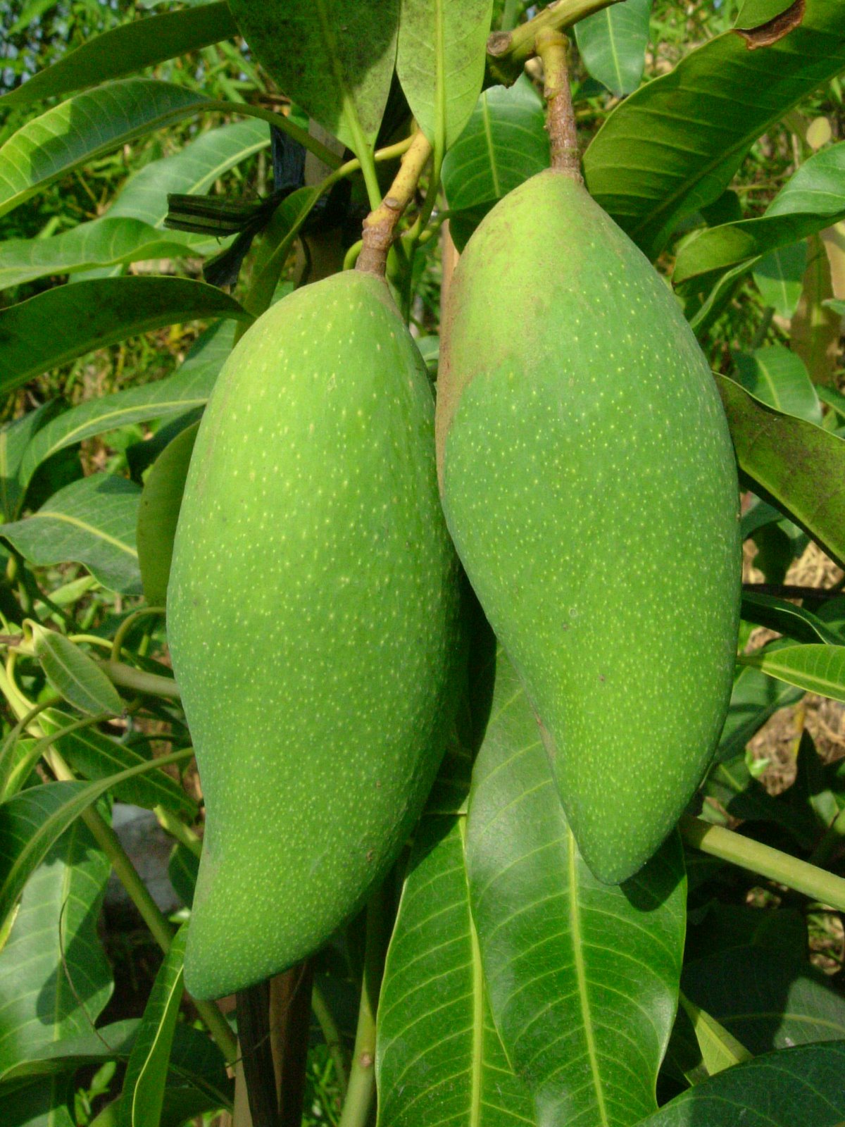 Jenis varietas buah  mangga  Informasi dan Tips