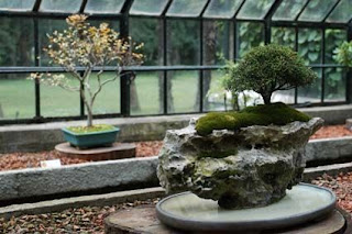 muestra bonsai