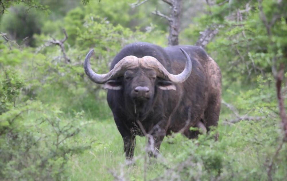Cape Buffalo: Most beautiful and deadly animal in the world