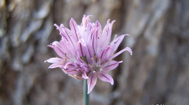La flor del Allium schoenoprasum, cebollino de toda la vida