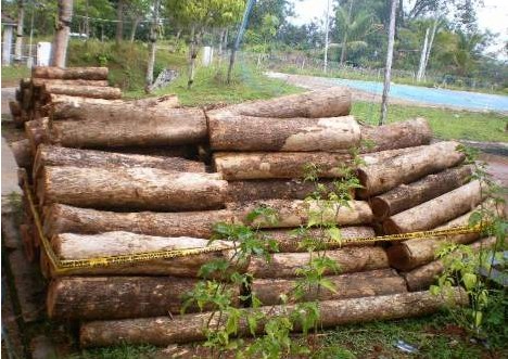 Hutan jati  Cepu saat reformasi 1998 kerajinan  kayu  jati  