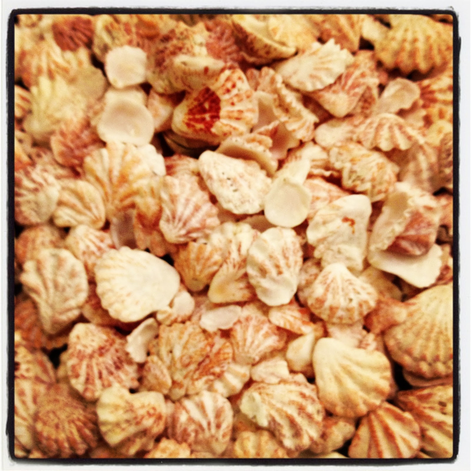 The Hunter and The Gatherer Shelling at Longboat Key, Florida