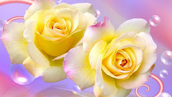 roses yellow rose wallpapers desktop pink double flower background pretty flowers wallpapercave