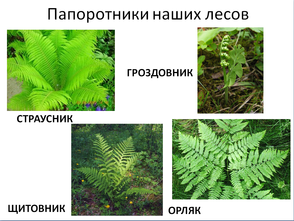 Папоротниковидные растения примеры названия. Представители папоротниковидных. Многообразие папоротников. Виды папоротников названия.