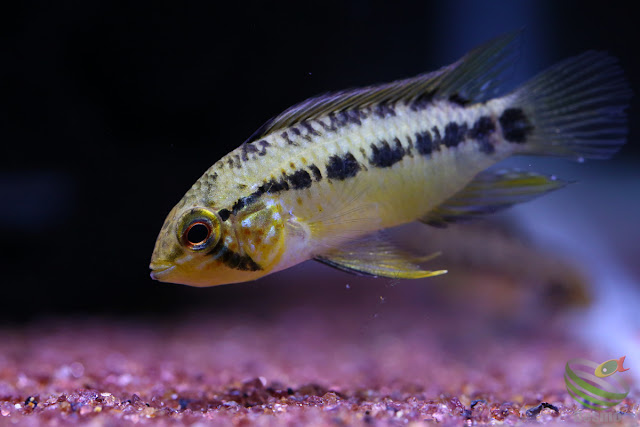 Apistogramma sp."pacman"