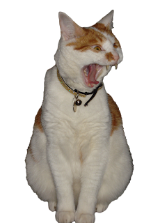 Feline Fiction on Fridays #115 at Amber's Library ©BionicBasil® Amber Screaming