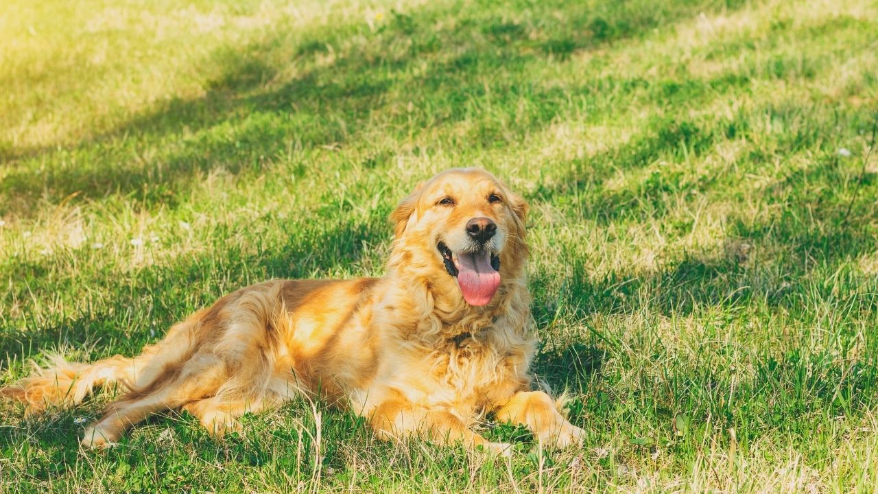 Can Golden Retriever live in Hot Weather?