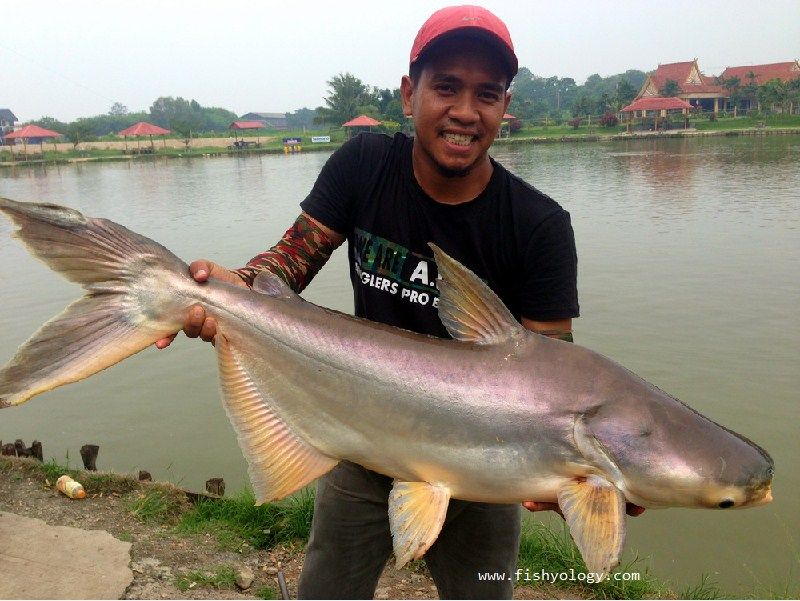 Pengen Mancing Ikan Patin Kolam Harian? Ini Dia Umpan Alami Paling Manjur Pengen Mancing Ikan Patin Kolam Harian? Ini Dia Umpan Alami Paling Manjur