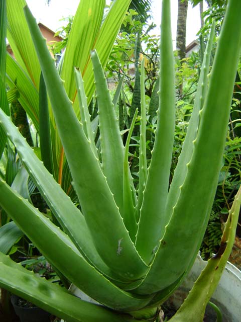 Tanaman Kebun Bunga: Bercocok Tanam Lidah Buaya