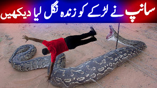 Python Snake Urdu Documentary Pythonidae Saanp Ki Kahani World's Biggest Snake