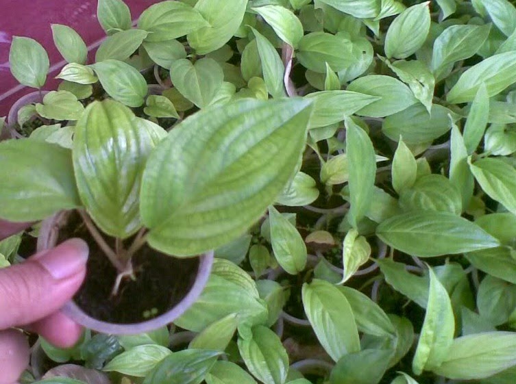 GROW BAT FLOWER SEED The Garden of Eaden