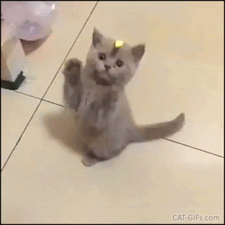 Funny Kitten GIF • Cat prank. Kitty with adhesive tape on its head is totally confused Funny Kitten GIF • Cat prank. Kitty with adhesive tape on its head is totally confused