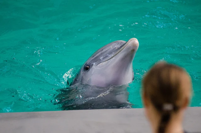 4 Consideration for Prices to Swim with the Dolphins in Mexico